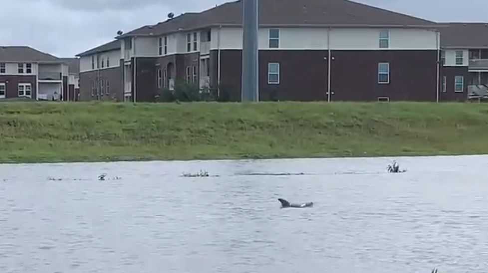 Louisiana hurricane aftermath: Dolphin seen swimming in Slidell flood ...