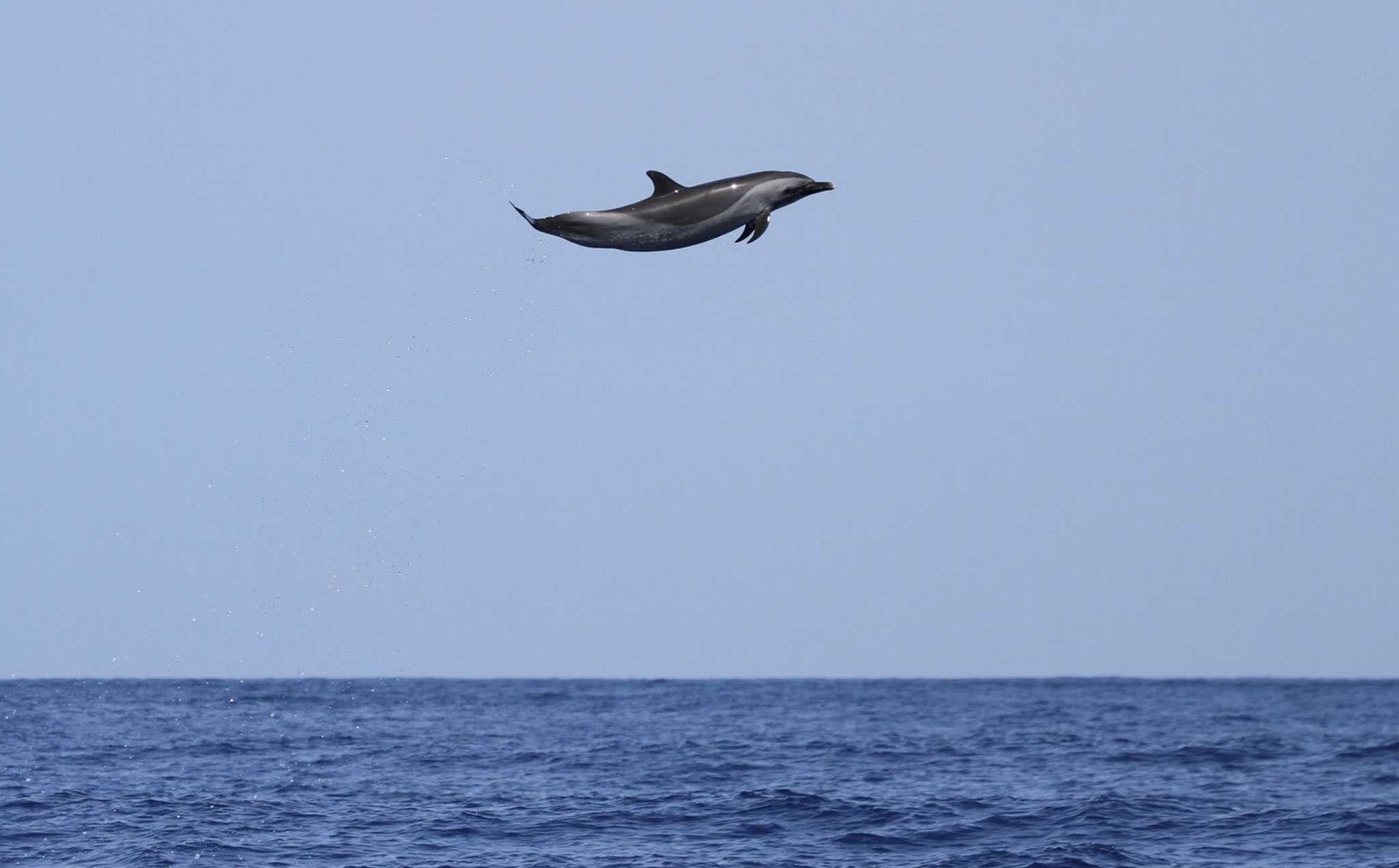 Dolphin’s gravity-defying jump caught on camera, dubbed ‘Michael Jordan’ of the sea