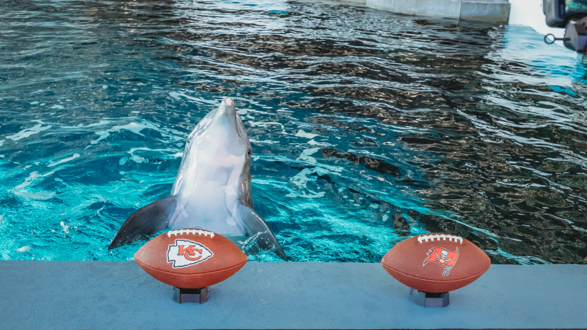 Dolphin at Florida aquarium picks Chiefs to beat Bucs