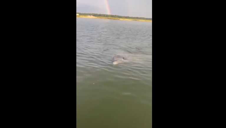 Hilton Head Island: Dolphin plays under rainbow