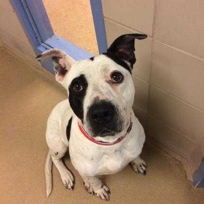 Wisconsin Humane Society Wisconsin Humane Society