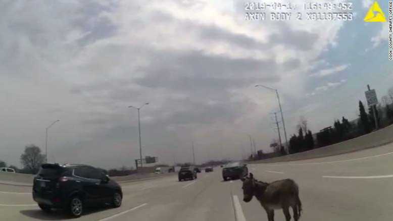 A donkey named Dusty escaped from his trailer and brought traffic to a halt along Interstate 90. 