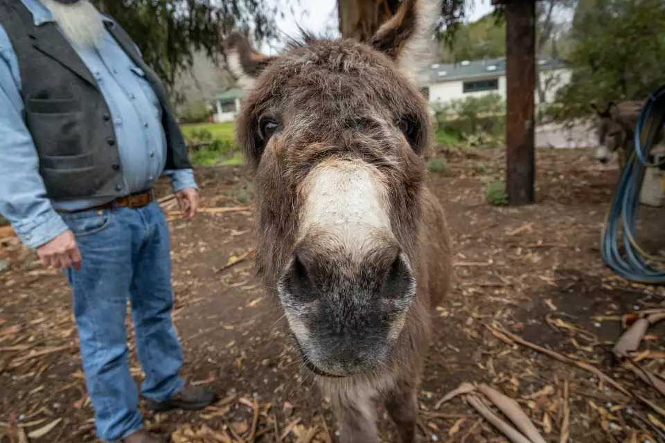 Famous Bay Area donkey with ties to 'Shrek' franchise dies at age