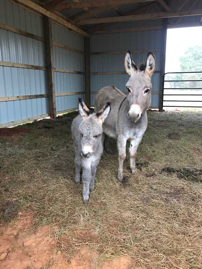 Reward offered after 4 pet donkeys shot dead in Smith County