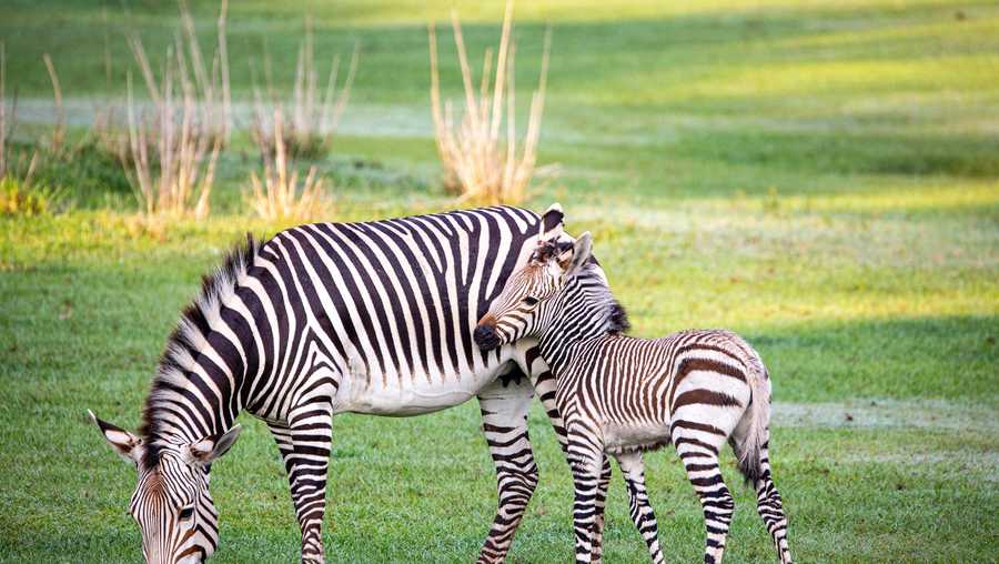 zebras disney
