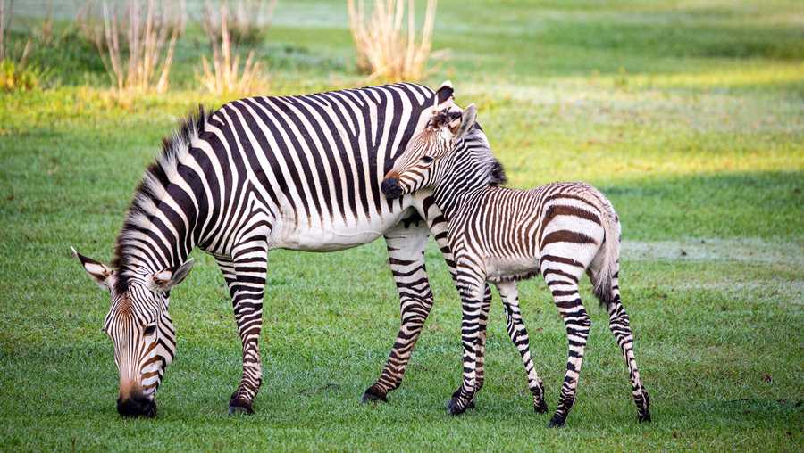 zebras disney