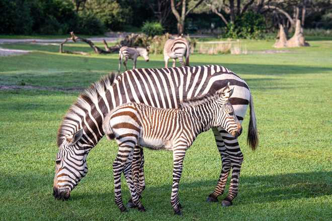 DisneyMagicMoments: Meet Phoenix, the Zebra Foal Born at Disney's Animal  Kingdom Lodge