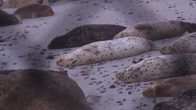 Seal in California on pace to set record during pupping season - Vimarsana News