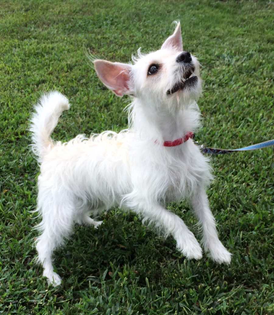 These adorable pets need new homes!