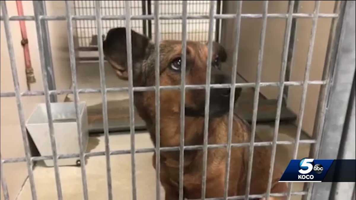 Child needed stitches after dog bite incident at OKCPS