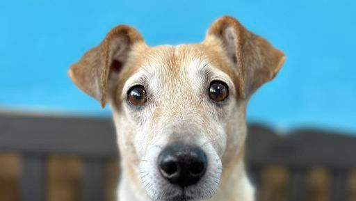 Shelter reunites family with lost dog after almost 6 years