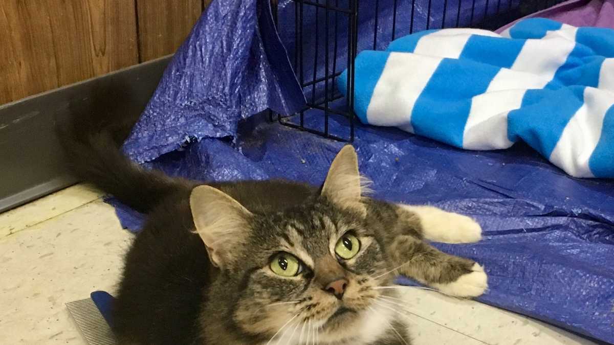 These adorable pets need new homes for the holidays!