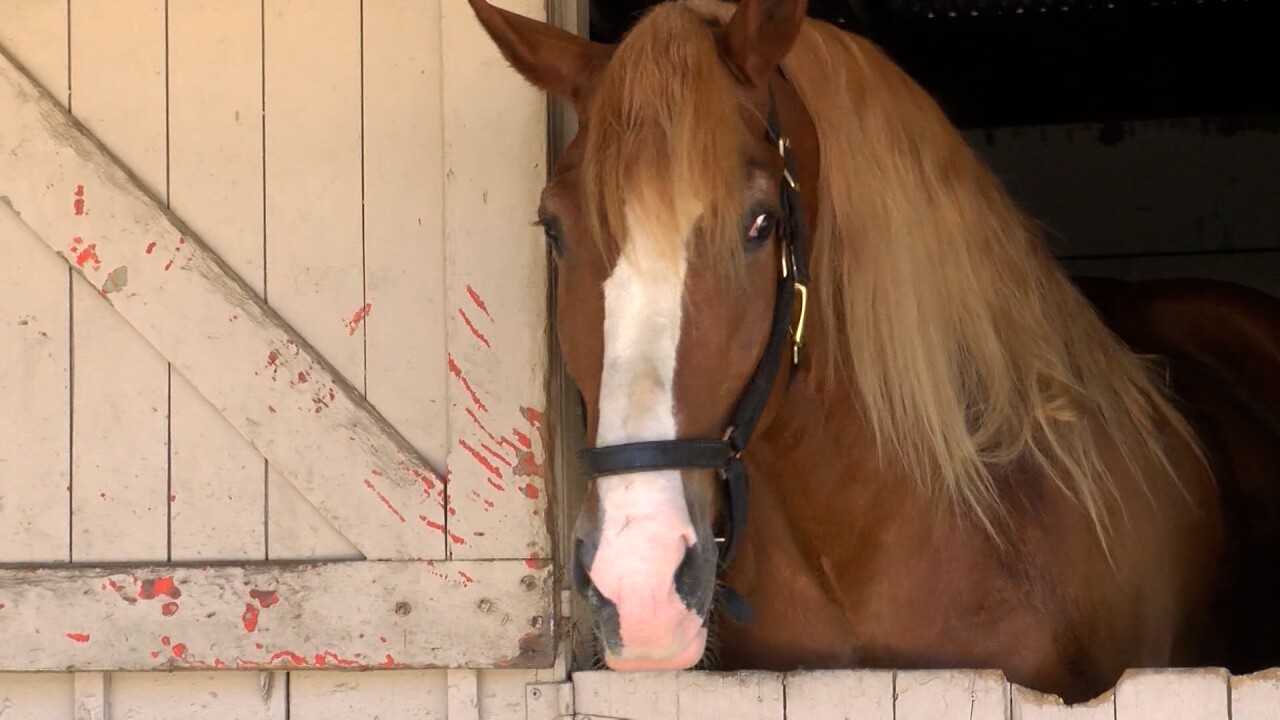 Equine-assisted learning program finds new California home - Vimarsana News