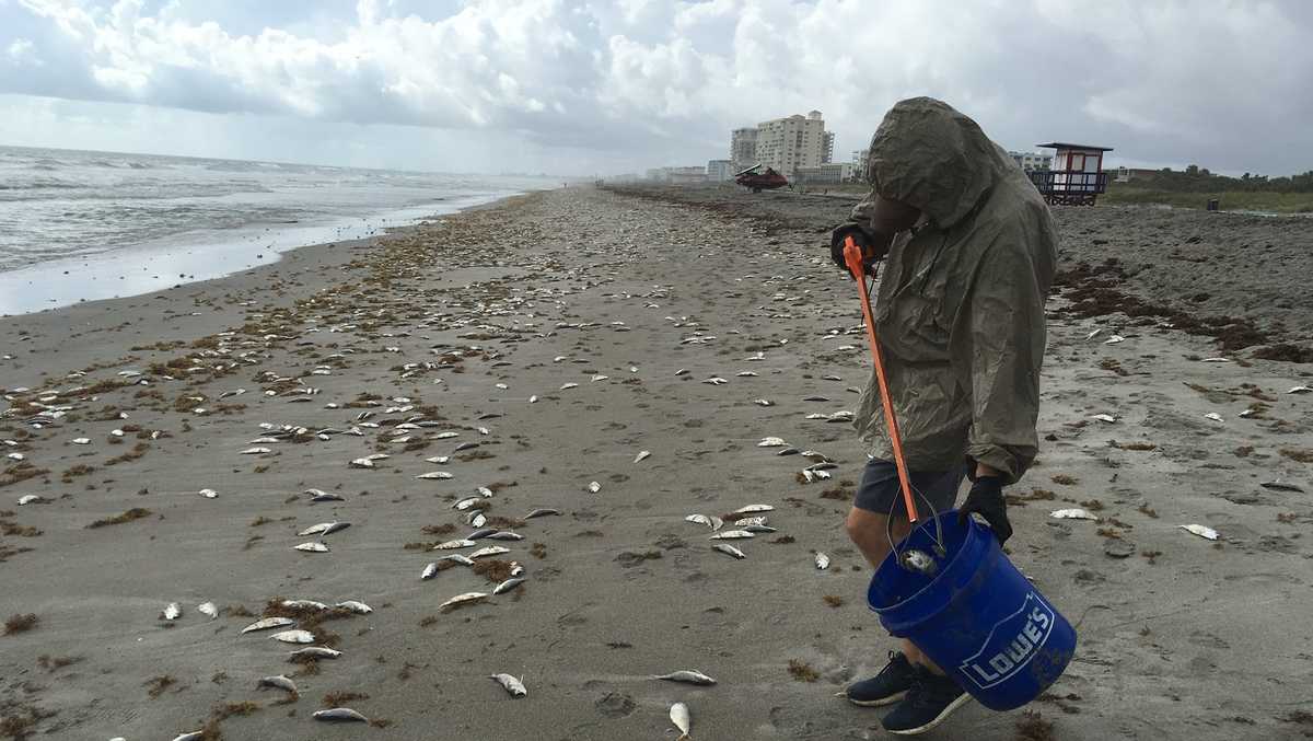 FWC testing Brevard County beaches for Red Tide