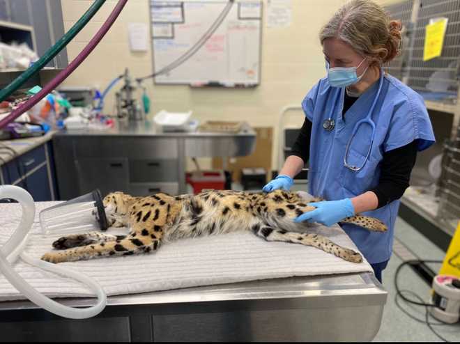 serval&#x20;captured&#x20;in&#x20;lincoln
