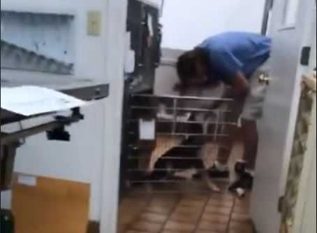 bob mckee dog crates