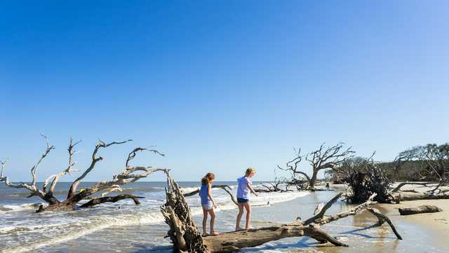 Jekyll Island's Driftwood Beach ranked among top US beaches - Vimarsana News
