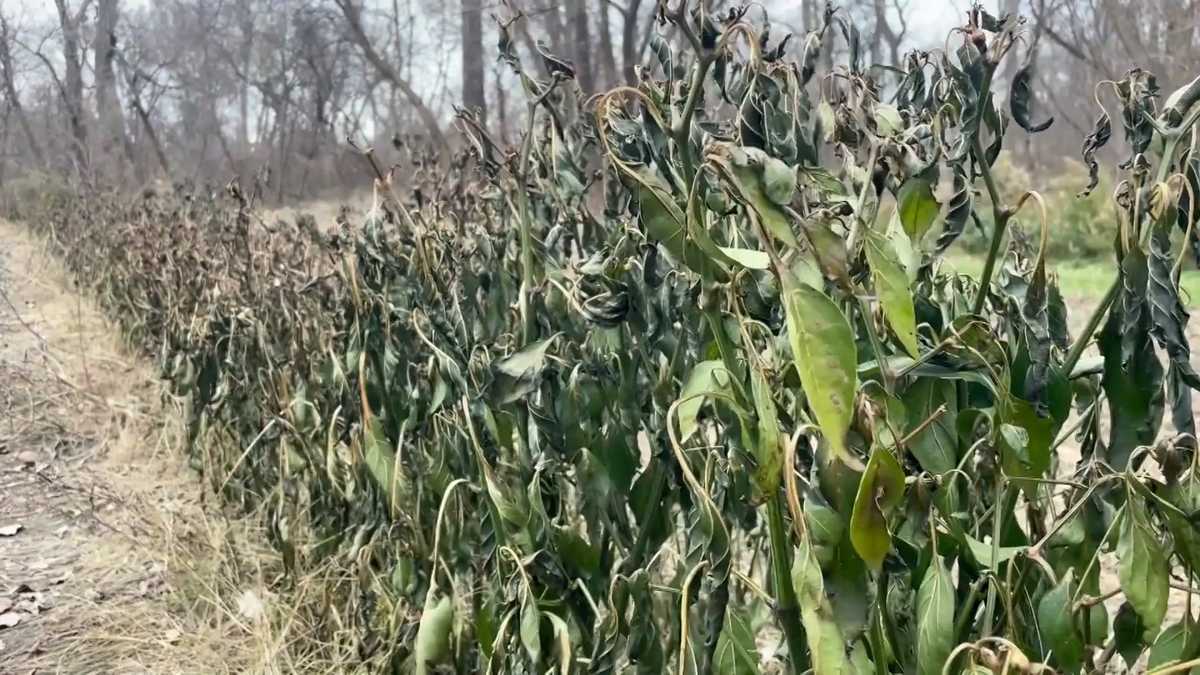 Summer drought costs Vermont farmers over $15 million in coping costs, production losses