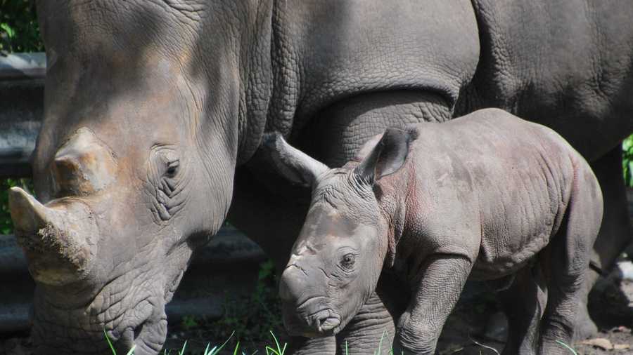 alissa rhino lion country safari birth with mom anna