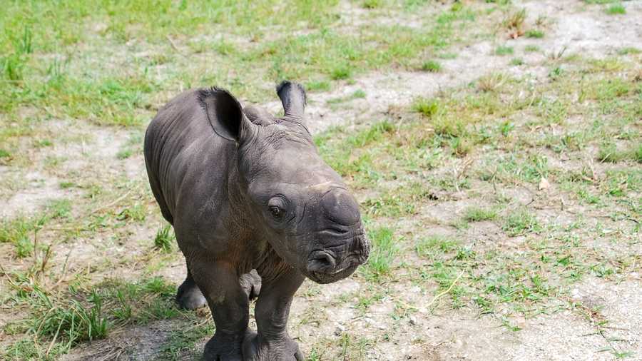 alissa female southern white rhinoceros calf born