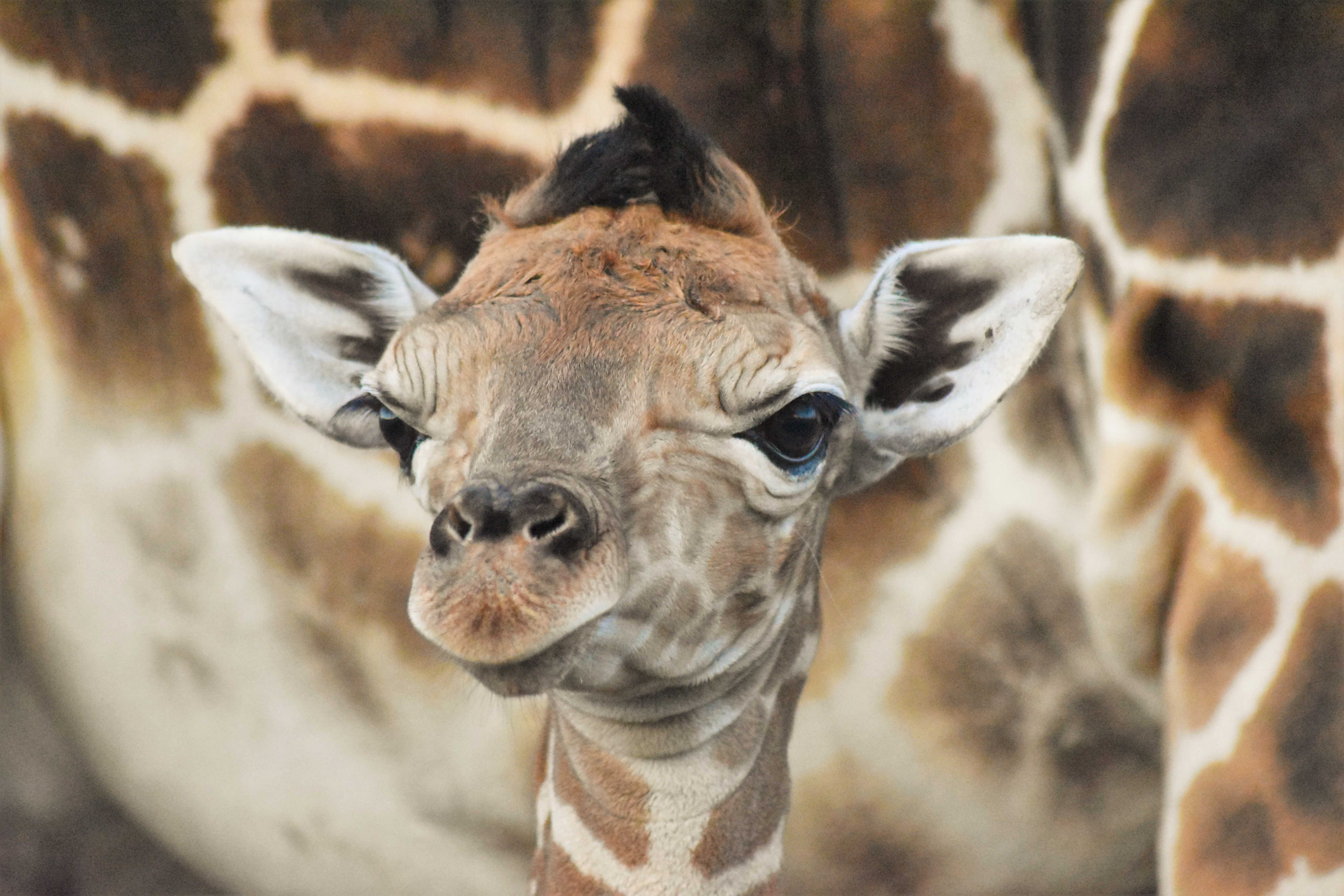Kikker Gek Kritisch Lion Country Safari welcomes new baby male giraffe