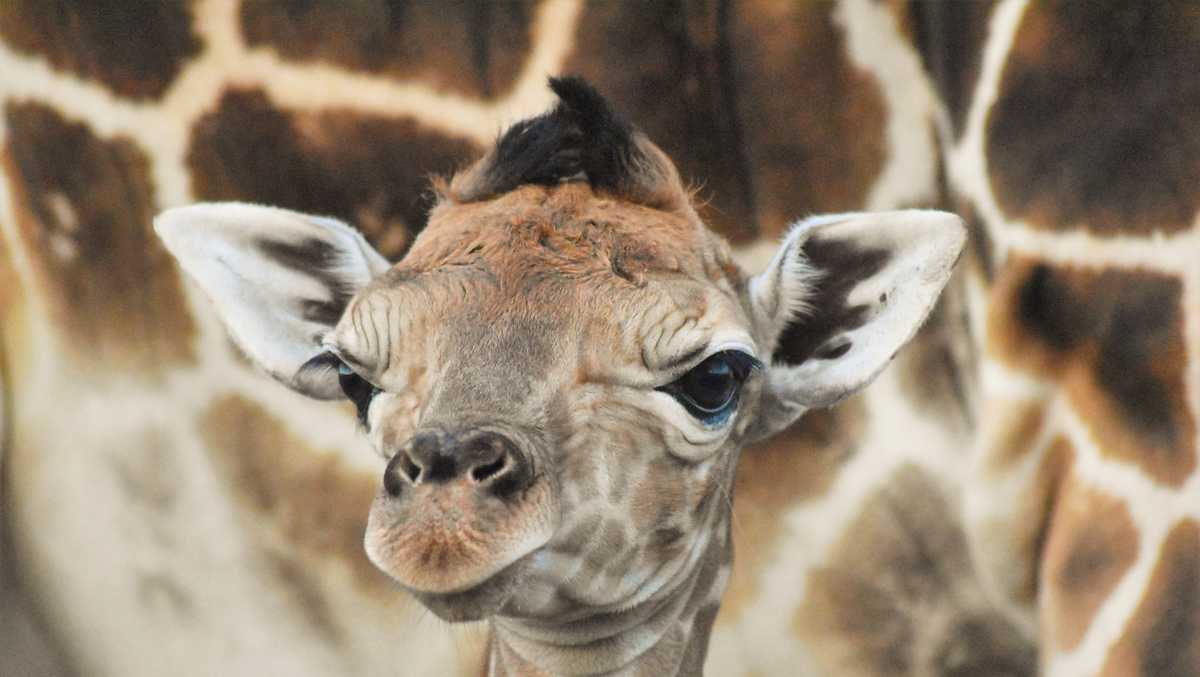 Lion Country Safari welcomes new baby male giraffe