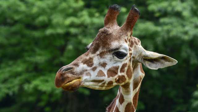 Anuli, 8-year-old giraffe at Maryland Zoo, dies - Vimarsana News