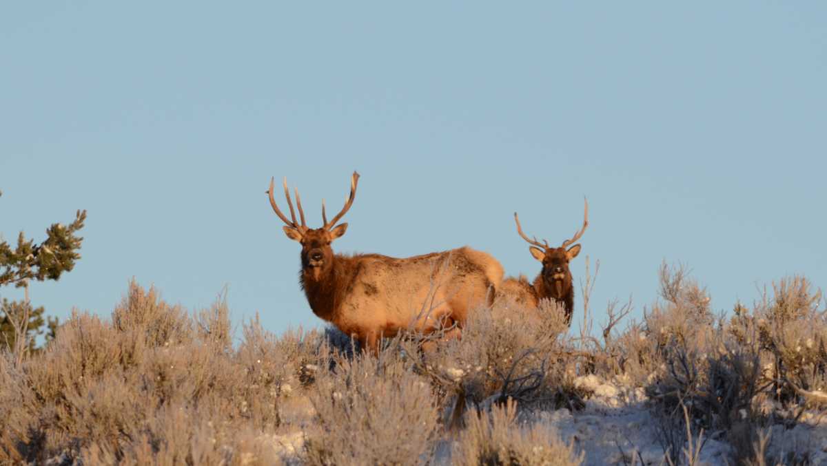 New Mexico hunting season in full swing