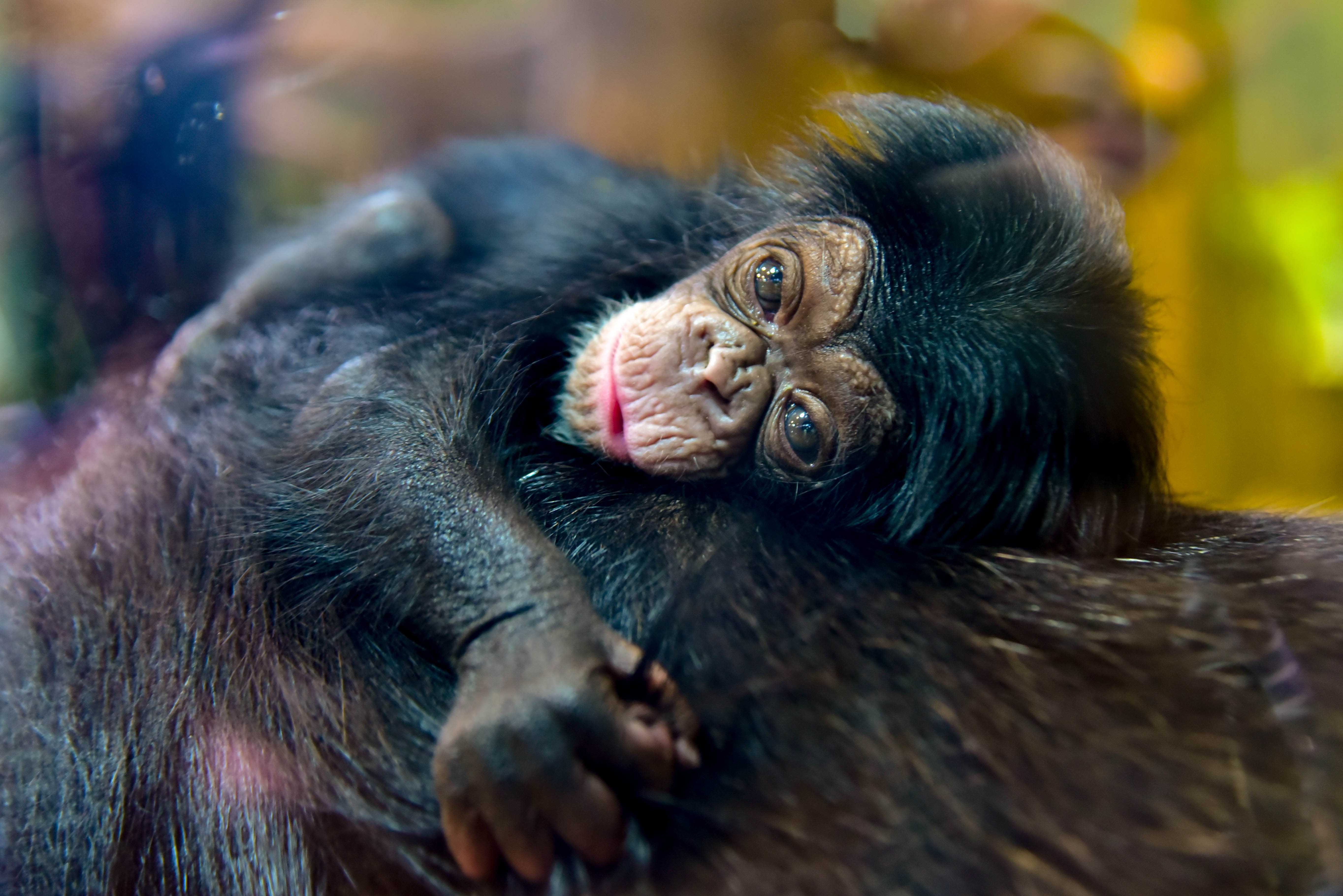 newborn chimpanzee baby