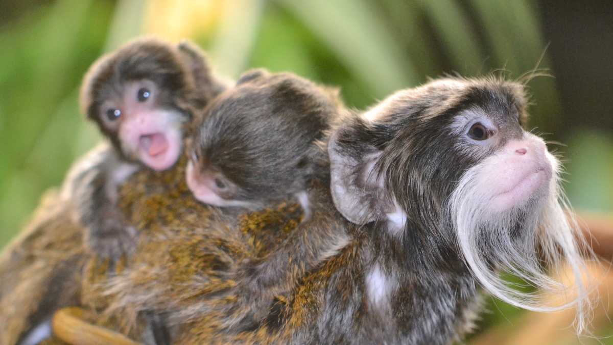 Meet the newest twins at the Racine Zoo