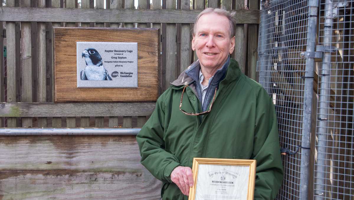 Peregrine falcons thrive in Wisconsin thanks one man's brilliant idea 40 years ago