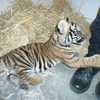 ABQ BioPark Helps to Rescue Tiger Cub — City of Albuquerque