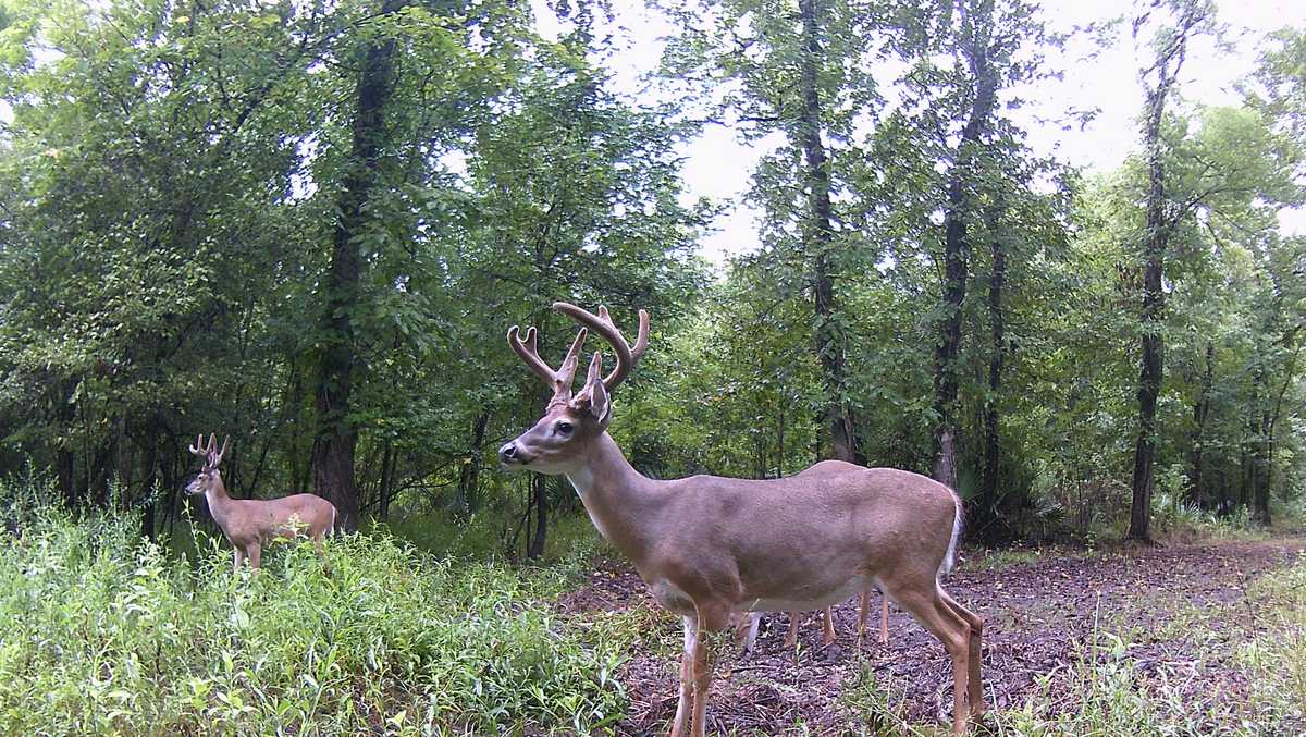 Louisiana hunters fear infectious, fatal deer disease will travel to