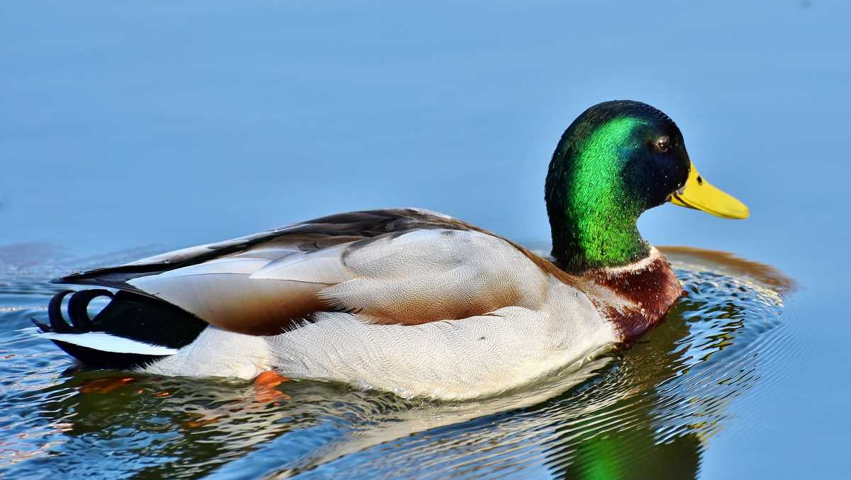 Waterfowl killed after mistaking wet Iowa roads for wetlands