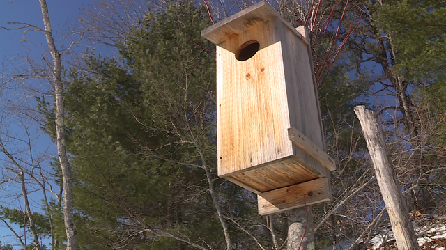 Maine duck population gets a boost thanks to Buxton man's design - Vimarsana News