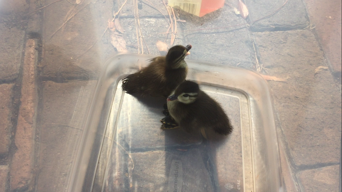Orlando firefighters rescue ducklings from storm drain