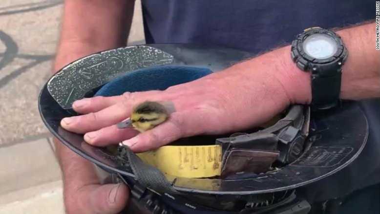 How many ducklings can you fit in one firefighter's helmet?