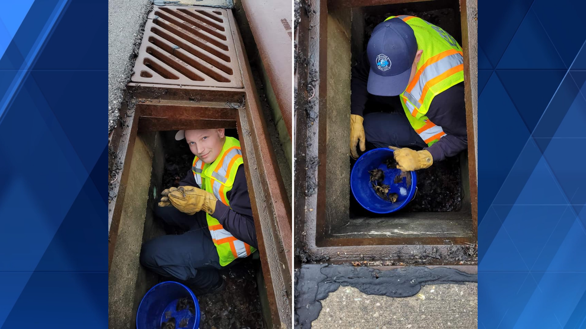 Erlanger Fire saves ducks from storm drain