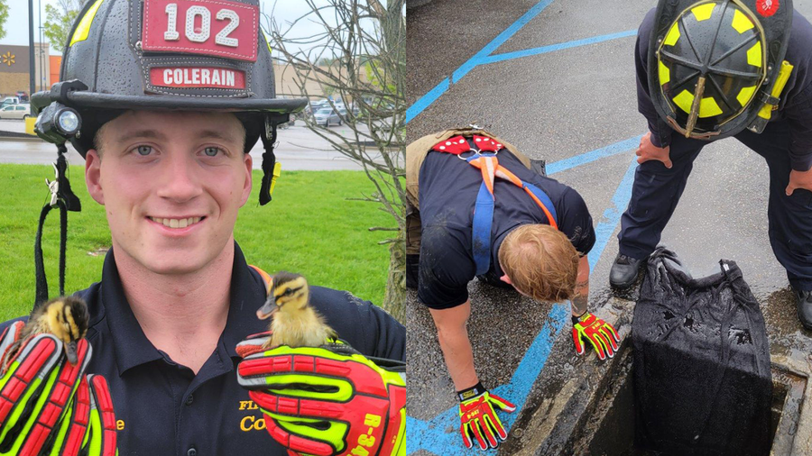 Colerain firefighters rescue ducklings trapped in storm drain