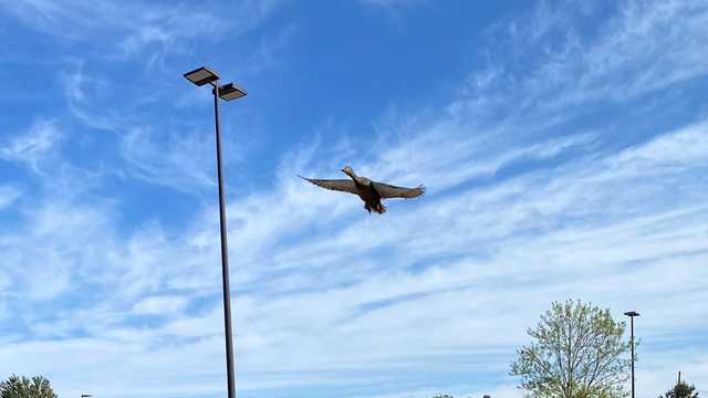 Madison firefighters come to the rescue of frantic mama duck - Vimarsana News