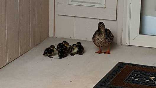 Moore firefighters rescue ducklings from storm drain