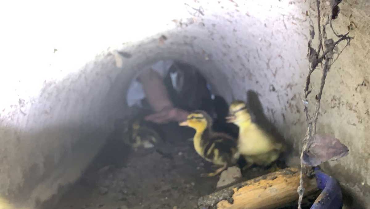 Pittsburgh EMS, police rescue 10 ducklings from West End storm drain