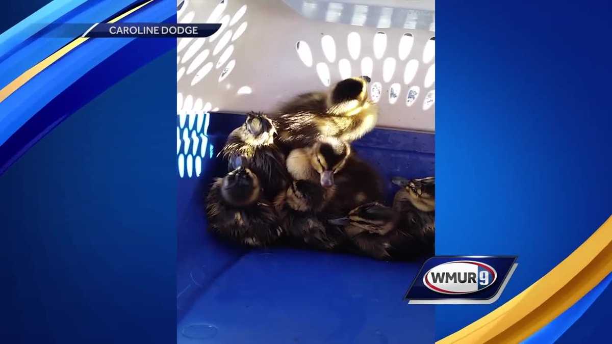 Firefighters rescue ducklings trapped down storm drain in Derry