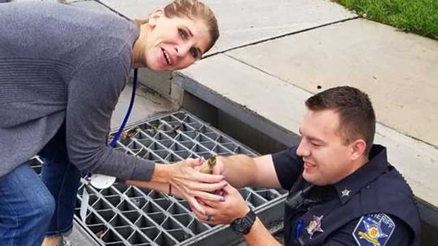 Deputy rescues 10 ducklings stuck in storm drain