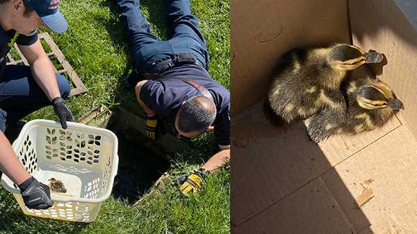 Firefighters rescue ducklings stuck in storm drain in Miami Township