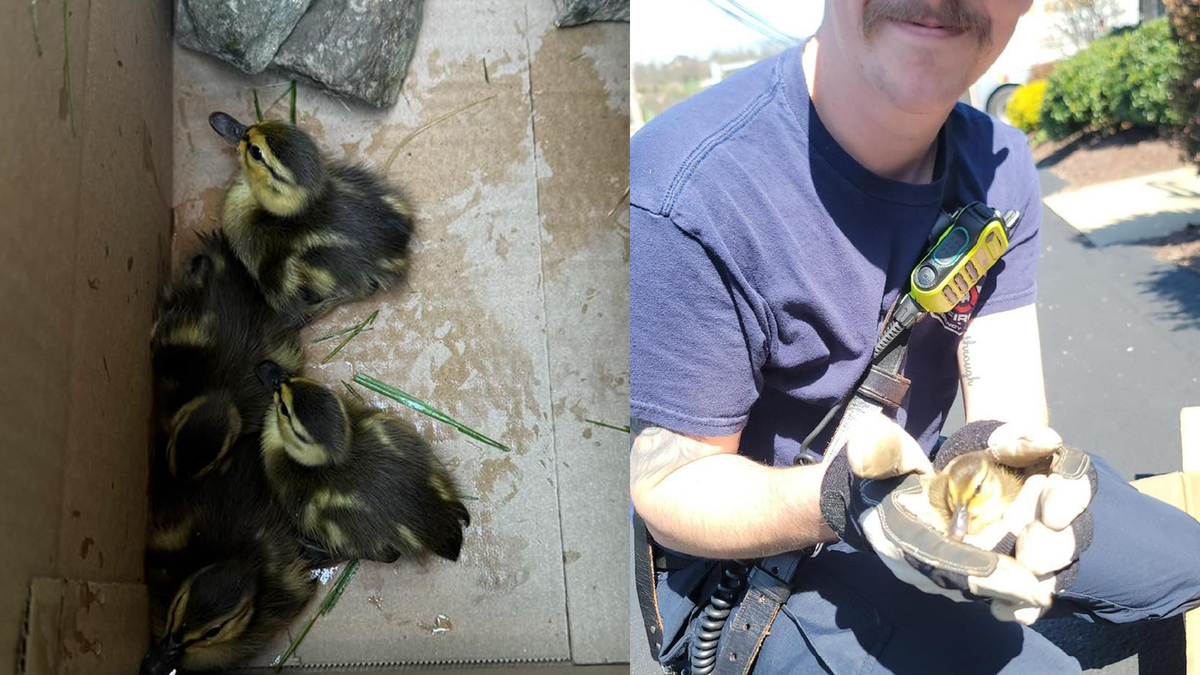 Ducklings saved from storm drain in South Strabane