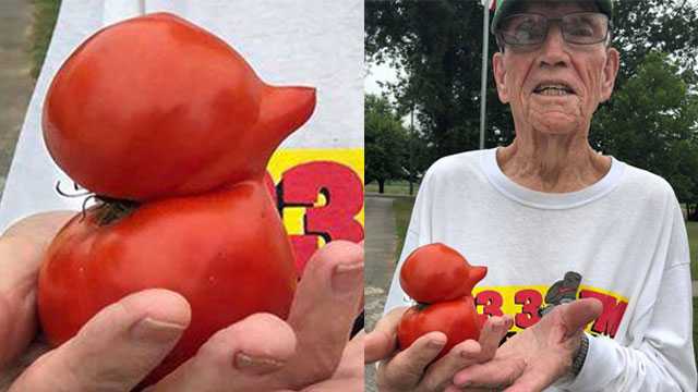 Carl Barnes holds his duck-shaped tomato