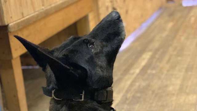 New Hampshire State Police announce death of 9-year-old K-9 Duco - Vimarsana News