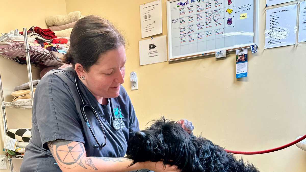 Two dogs found abandoned in Carmel Valley