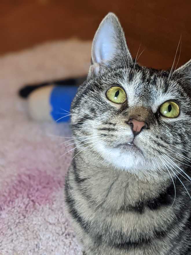 Asheville: Kitten learns to walk after life-changing surgery